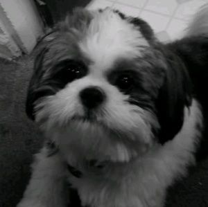 Meet your Posher, Sierra